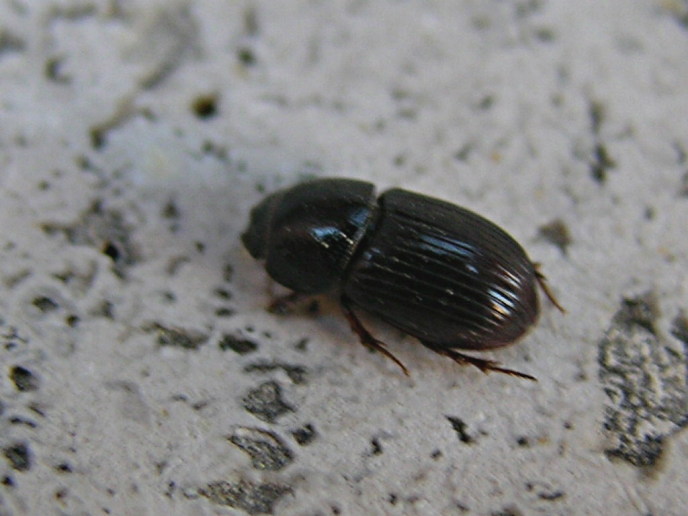 due aphodius